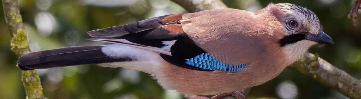 [paste advice page name here]